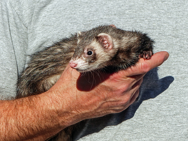 Rescue female Ferret