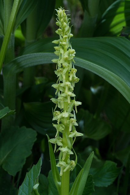 Platanthera huronensis (Tall Green Bog orchid)