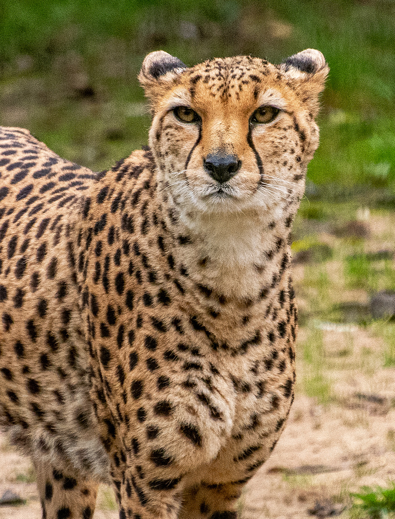 Cheetah