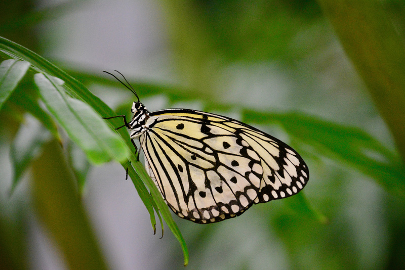 Leipzig 2019 – Botanischer Garten – Butterfly