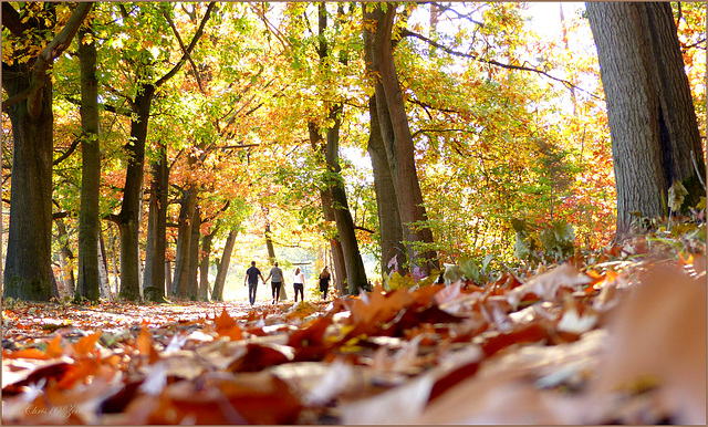 Walking in the Autumn Wood....