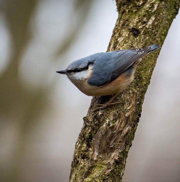 Nuthatch35