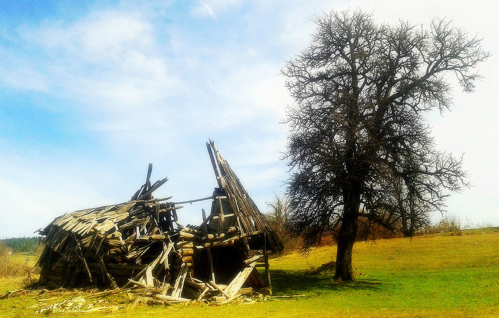 Dilapidated barn and lone tree