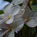 Plumeria - Kokohead Crater Botanical Gardens