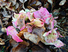 Winter Hydrangea.