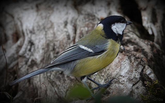 Une beauté souvent oubliée, au bénéfice de la ptite bleue