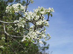 Pear flowers (Pyrus cv.)