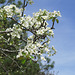 Pear flowers (Pyrus cv.)