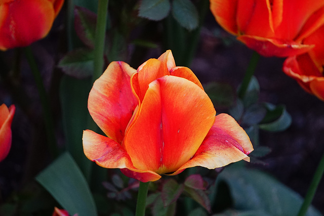 Flammende Tulpe