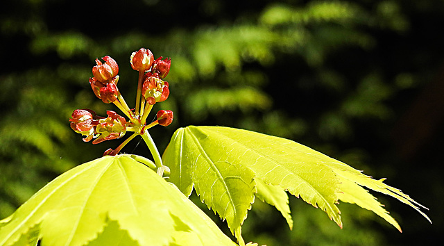 20230512 0091CPw [D~LIP] Gold-Ahorn (Acer shiras 'Aureum'), Bad Salzuflen