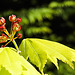 20230512 0091CPw [D~LIP] Gold-Ahorn (Acer shiras 'Aureum'), Bad Salzuflen