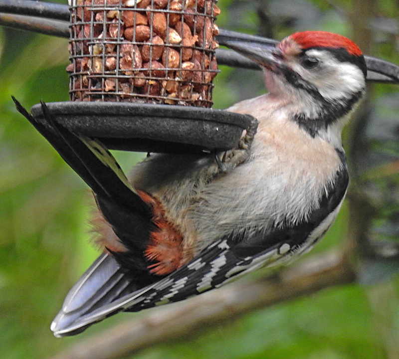 20240612 0363CPw [D~LIP] Buntspecht (Dendrocopos major), BS