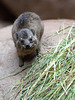 Babyschliefer (Tropenaquarium Hagenbeck)