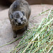 Babyschliefer (Tropenaquarium Hagenbeck)