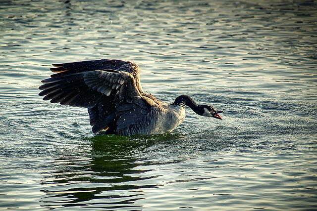 Wildgans auf dem Lohner See - CWP