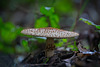 Der Spitzschuppiger Stachel-Schirmling (Lepiota aspera) am Wege entdeckt :)) The Sharp-Scale Parasol Mushroom (Lepiota aspera) discovered on the path :)) Le champignon parasol à écailles pointues (Lepiota aspera) découvert sur le chemin :))