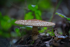 Der Spitzschuppiger Stachel-Schirmling (Lepiota aspera) am Wege entdeckt :)) The Sharp-Scale Parasol Mushroom (Lepiota aspera) discovered on the path :)) Le champignon parasol à écailles pointues (Lepiota aspera) découvert sur le chemin :)) Der Spitzschuppiger Stachel-Schirmling (Lepiota aspera) am Wege entdeckt :)) The Sharp-Scale Parasol Mushroom (Lepiota aspera) discovered on the path :)) Le champignon parasol à écailles pointues (Lepiota aspera) découvert sur le chemin :))