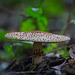 Der Spitzschuppiger Stachel-Schirmling (Lepiota aspera) am Wege entdeckt :)) The Sharp-Scale Parasol Mushroom (Lepiota aspera) discovered on the path :)) Le champignon parasol à écailles pointues (Lepiota aspera) découvert sur le chemin :))
