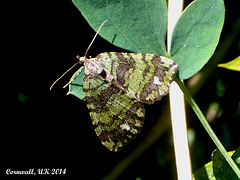 1777 Hydriomenia furcata (July Highflyer)