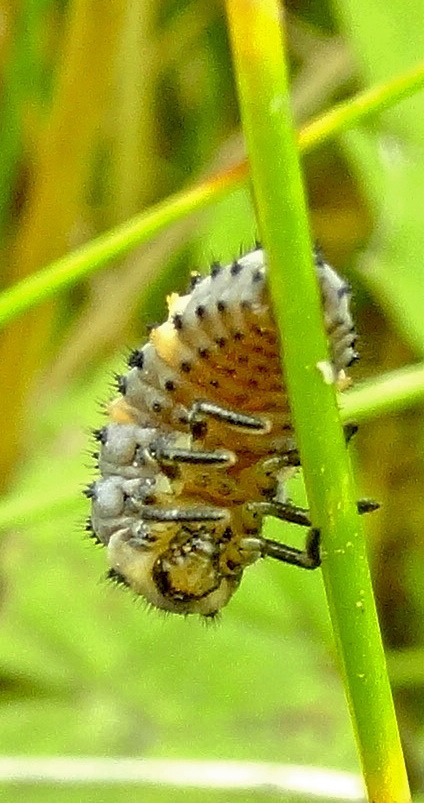 Larva developing into Pupa