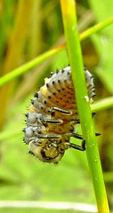 Larva developing into Pupa