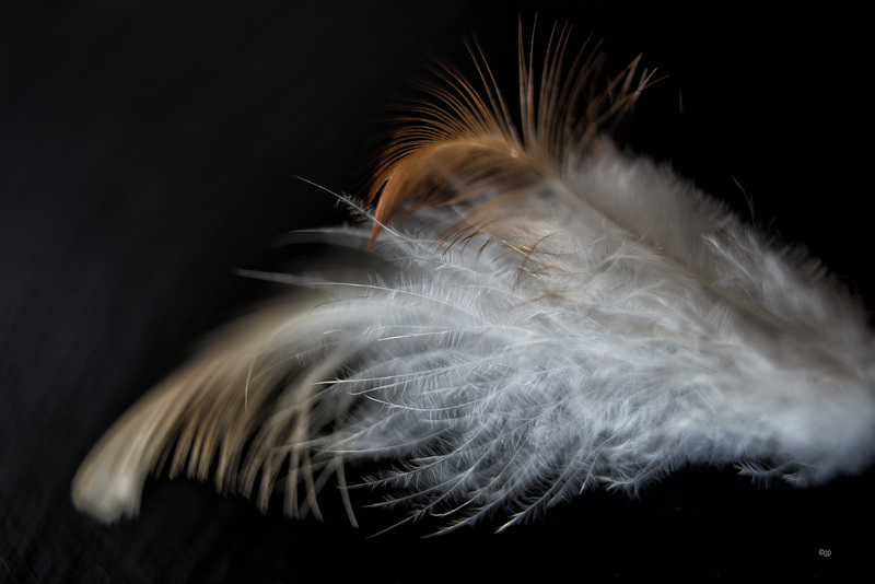 Feather 2
