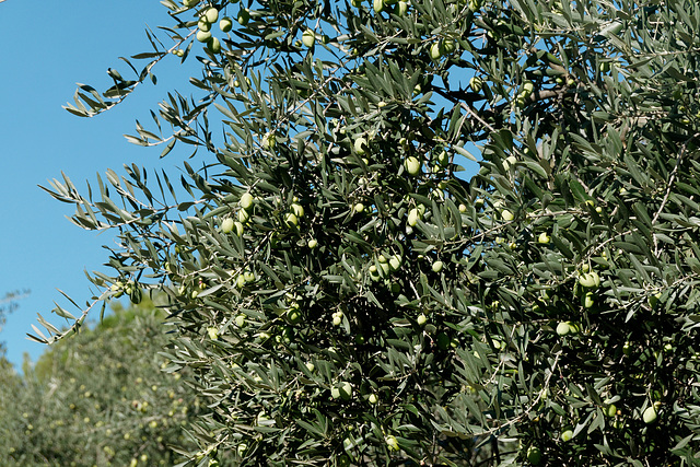 Olives vertes