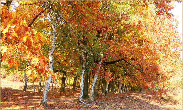 Birch / American oak Alley...