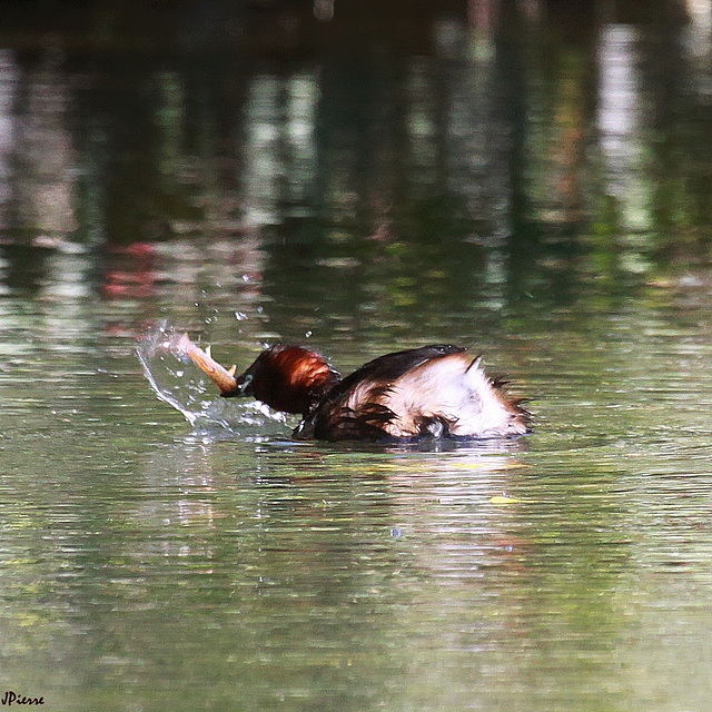 Il faut battre le poisson tant qu'il est frais