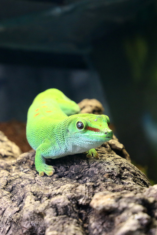 Madagascar giant day gecko