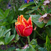 Tulpe mit Stacheln