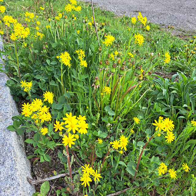 Frühlings-Greiskraut (Senecio leucanthemifolius subsp. vernalis, Syn.: Senecio vernalis)