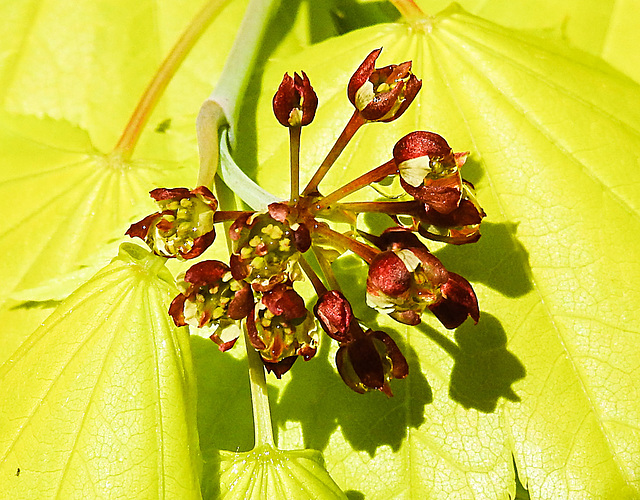 20230512 0092CPw [D~LIP] Gold-Ahorn (Acer shiras 'Aureum'), Bad Salzuflen