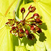 20230512 0092CPw [D~LIP] Gold-Ahorn (Acer shiras 'Aureum'), Bad Salzuflen