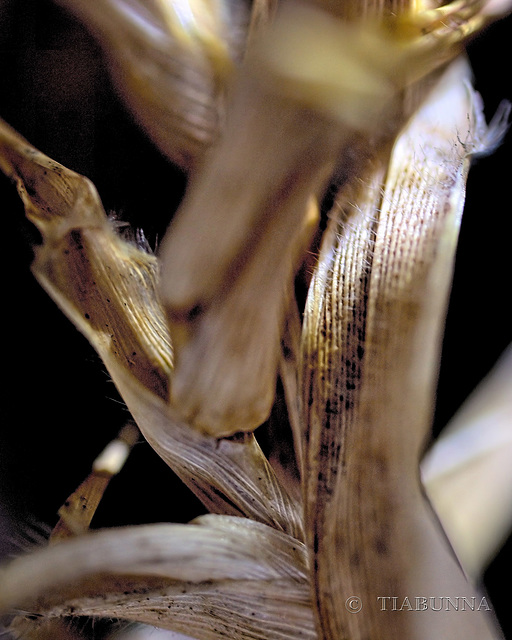 Grass macro