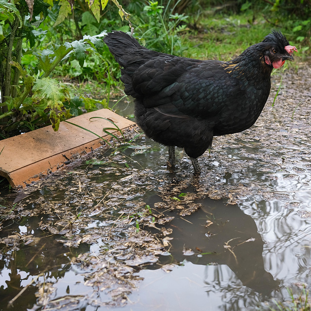 dissolution  de Biscotte la poulette dans le pédiluve