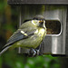 20240612 0365CPw [D~LIP] Kohlmeise (Parus major), BS