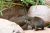 2^0 Schlieferbabys (Tropenaquarium Hagenbeck)