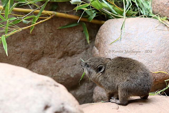 2^0 Schlieferbabys (Tropenaquarium Hagenbeck)