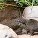 2^0 Schlieferbabys (Tropenaquarium Hagenbeck)