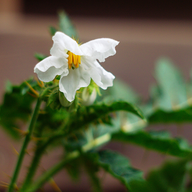 Litchi tomato