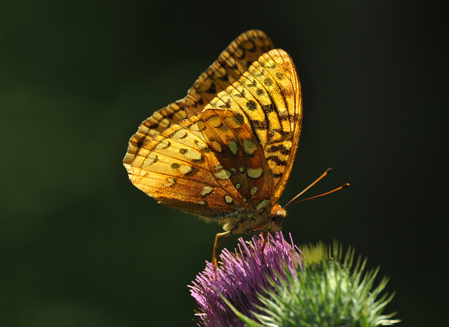 fritillary