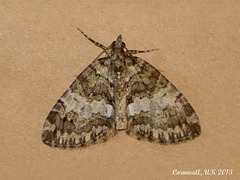 1778 Hydriomena impluviata (May Highflyer)