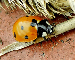 7 Spot Ladybird. Coccinella 7 punctata