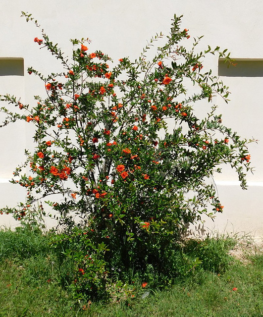 Grenadier fleurs