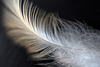 Feather 1