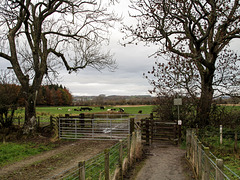 HFF!!  On the way to Threave Castle..