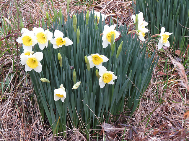 Daffodils