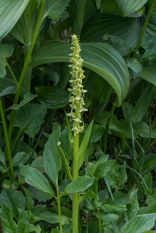 Platanthera huronensis (Tall Green Bog orchid)