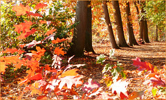 Colours of Autumn...